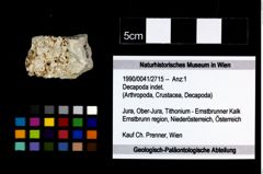 Foto (Objekt + Etikett) von Decapoda indet.  (NHMW-GEO-1990-0041-2715)